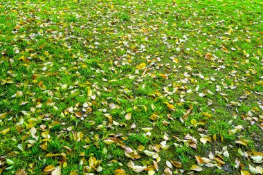 Çin ve Asya 'da çim yaprakları