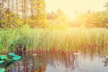 Park yeşil, orman ve çimen.