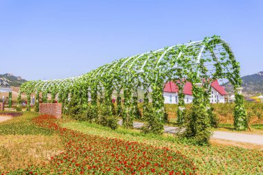 Çin 'de, Asya' da çiçek.