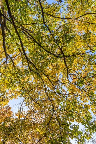 Ginkgo Löv Hösten — Stockfoto