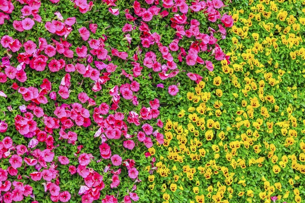 Virágok Zöld Növény Fal — Stock Fotó