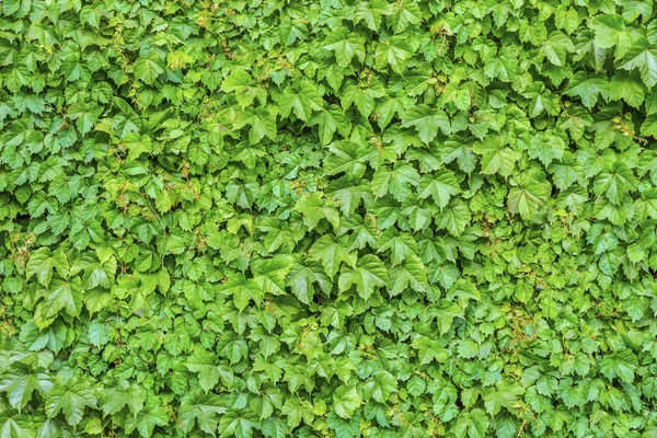 Fleurs Mur Végétal Vert — Photo