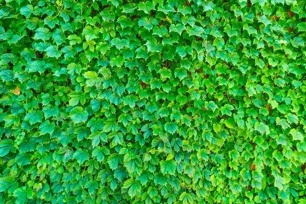 花绿色植物墙 — 图库照片