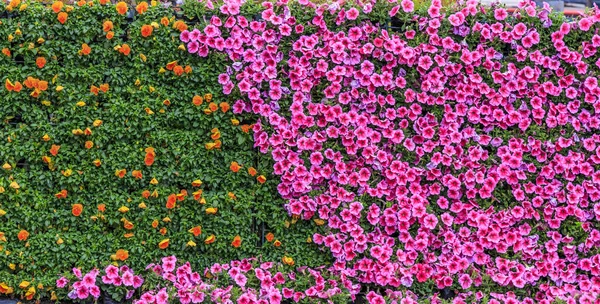花緑の植物壁 — ストック写真