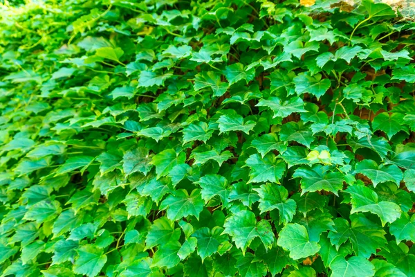 Flores Pared Planta Verde —  Fotos de Stock