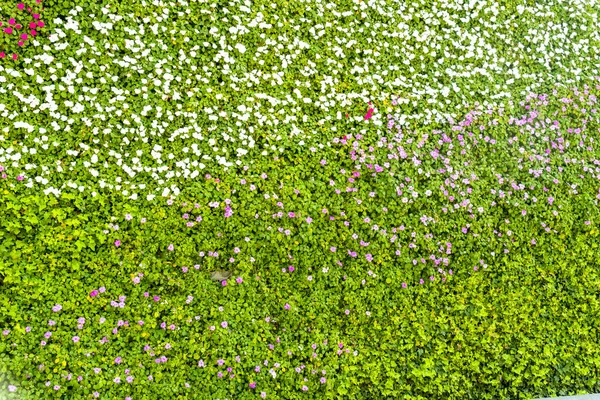Fleur Plante Fond Mur — Photo