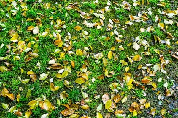 Grass leaves in China, Asia