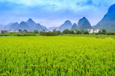 Çin, Asya 'daki Guangxi çeltik tarlası