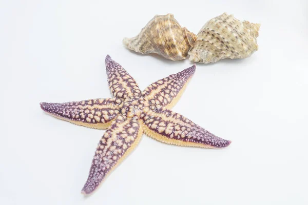 Concha Estrela Mar Fundo Natural — Fotografia de Stock