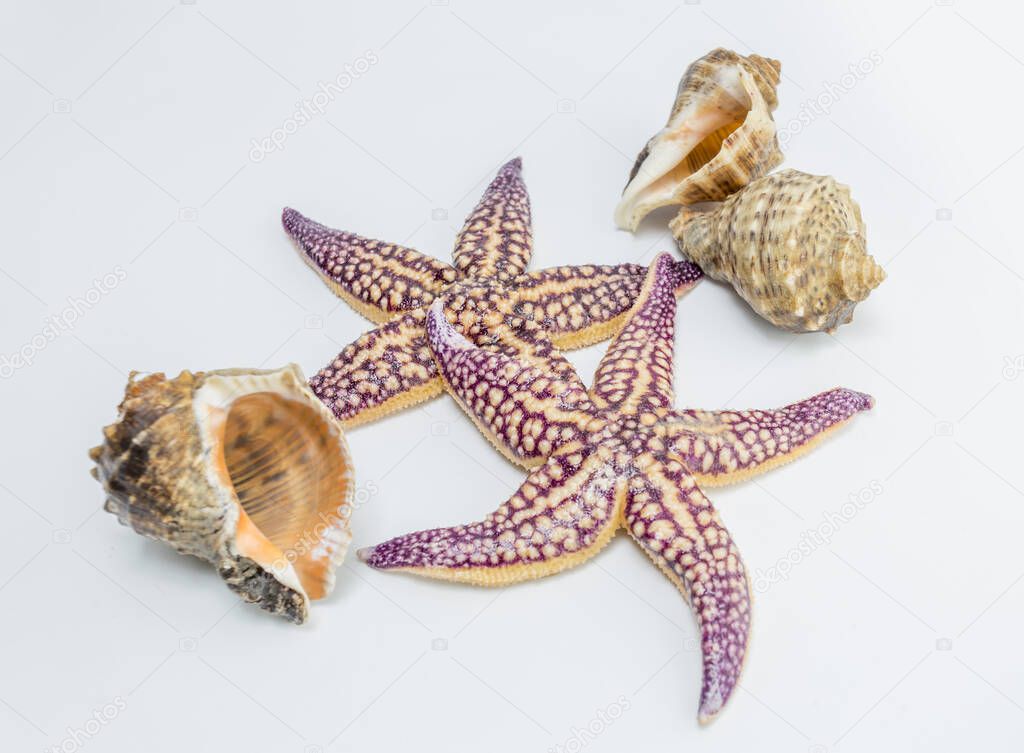 Seashell starfish natural background