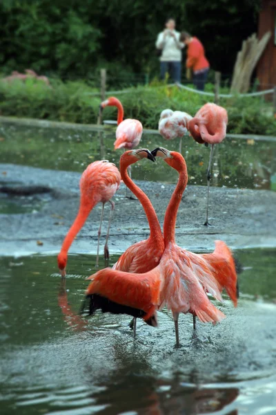 Dancing flamingos in the enclosure — Stock Photo, Image