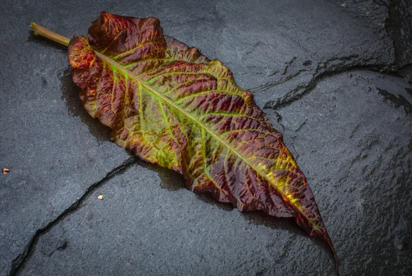 Autumn, colorful  leaf fell on the wet footpath — Stock Photo, Image