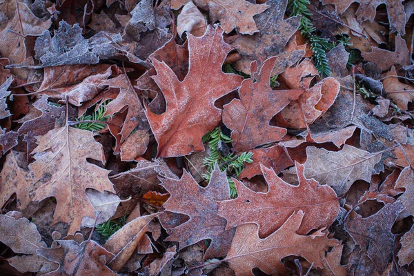 Lindas folhas de carvalho de outono cobertas com geada branca — Fotografia de Stock