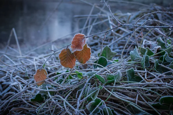 Branch of beech between dry twigs are covered with hoarfrost — Stock Photo, Image