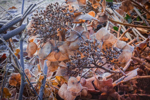 Mooie closups droge Hortensia in sepia kleur bedekt met witte Hoa — Stockfoto