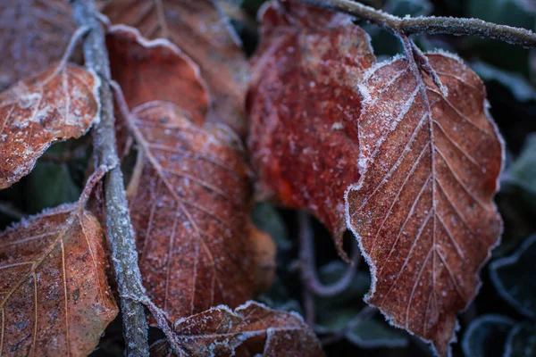 O inverno está chegando! Lindas folhas cobertas de geada branca — Fotografia de Stock