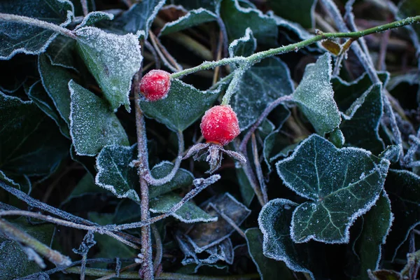 Die schönen gefrorenen zwei roten Stachelbeeren — Stockfoto