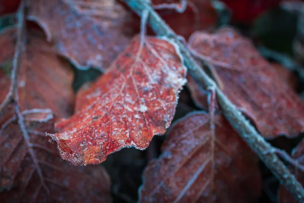 The winter is coming! Closeup leav covered with white frost