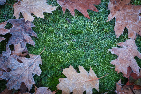 Maravilhosas folhas de carvalho de outono e musgo coberto com geada branca — Fotografia de Stock