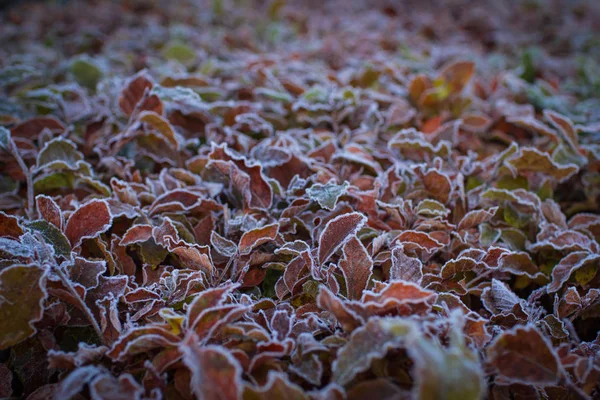 Wunderschöne herbstliche Blätter des Busches, bedeckt mit weißem Raureif. — Stockfoto