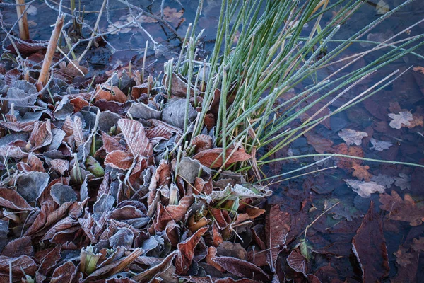 Nádherné listí zamrzlé v ledové vodě rybníka — Stock fotografie