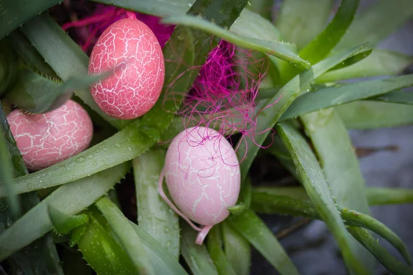 Bella decorativo tre uova rosa e aloe vera . — Foto Stock