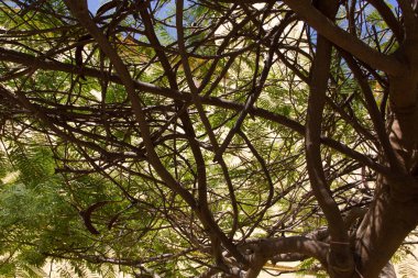 Ağaç gövdesi ile örgü dalları 