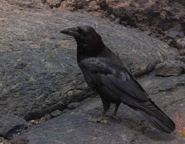 Old raven on the lava — Stock Photo, Image