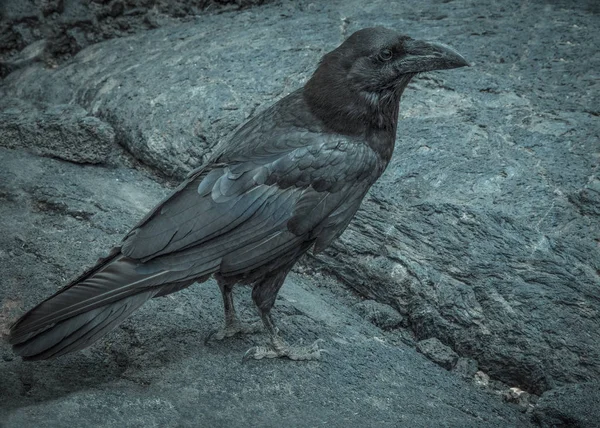 Vieux corbeau noir indépendant sur une lave solidifiée noire . — Photo