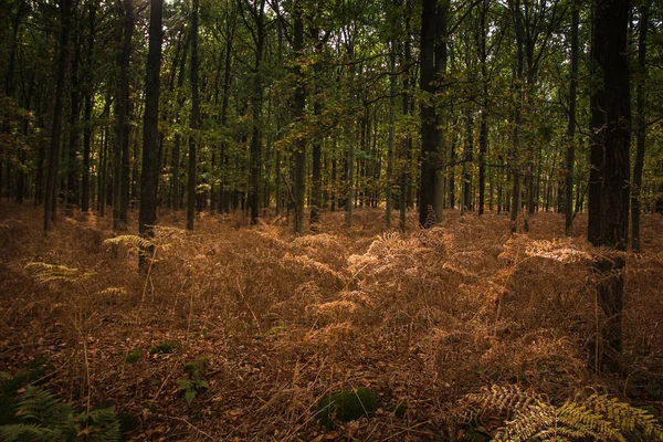 Осінній ліс в Європі. — стокове фото