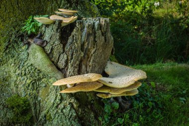 Büyük ayraç mantarı (Inonotus dryadeus)