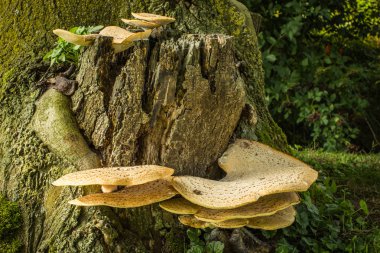 Bir büyük ağaç güdük köşeli ayraç mantarlar