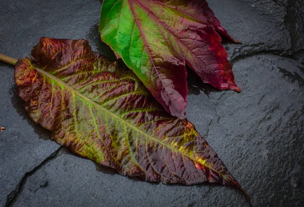 Twee natte herfst bladeren met van mooie kleur beeld viel — Stockfoto