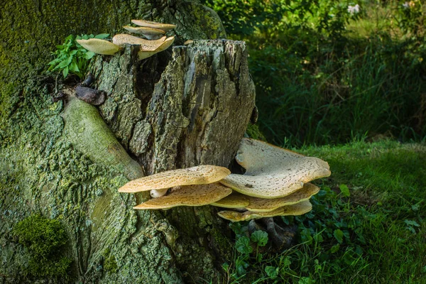 Büyük ayraç mantarı (Inonotus dryadeus)