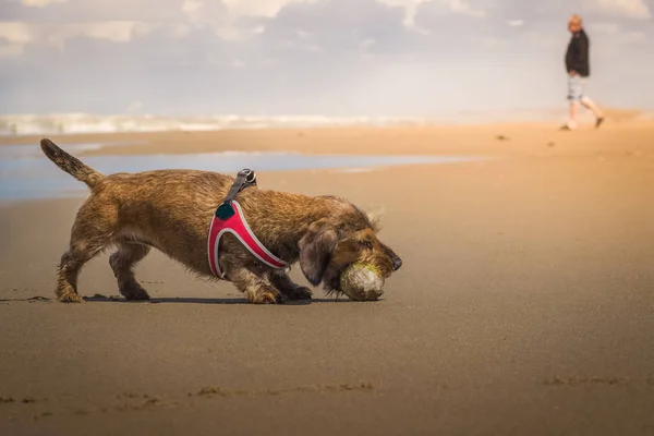 Sahilde bir topla oynamayı dachshund. — Stok fotoğraf