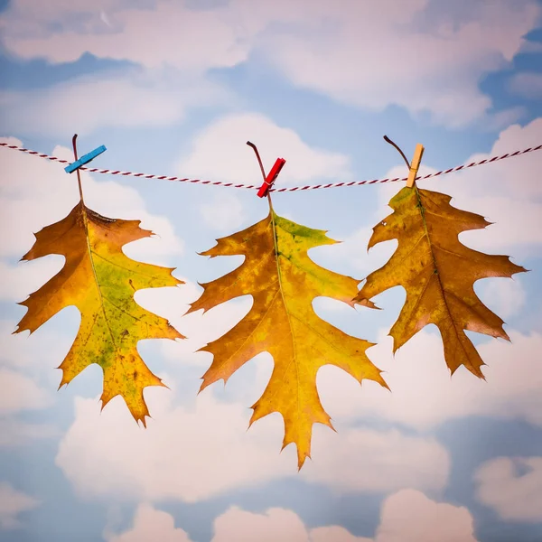 Meşe clothesline üzerinde asılı üç sonbahar yaprakları.