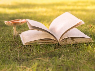 Açık kitap ve güneş ışığı altında çimlerin üzerine mantar amanita.