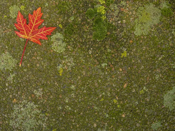 Outono folha de bordo vermelho no passeio lateral coberto com musgo — Fotografia de Stock
