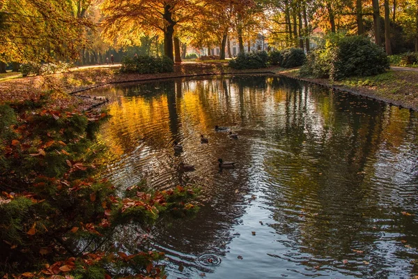 オーステルハウト、ブラバント州 Noorth、Ne の公園で葉の秋 — ストック写真