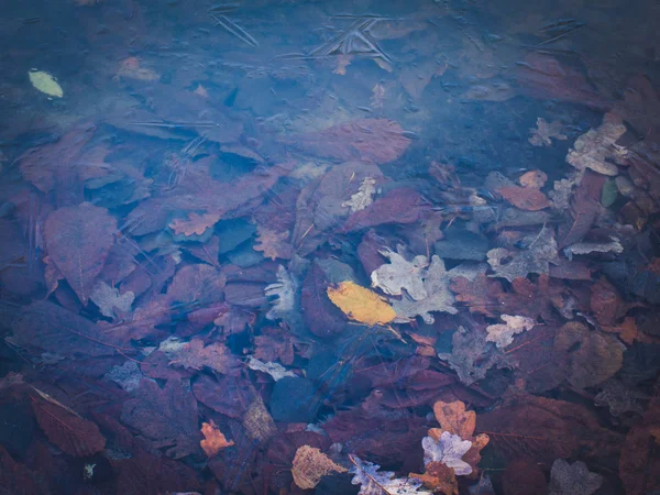 Leaves onder de bevroren water- winter background. — Stock Fotó