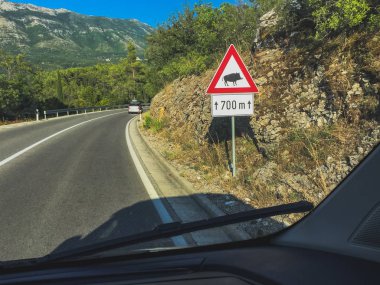 Trafik levhası ve caddeden geçen yaban domuzu uyarısı. Yol 