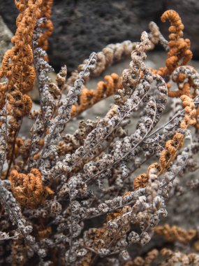 Doğal organik arka plan, kuru kıvrımlı yaprakların dalları. Kapat