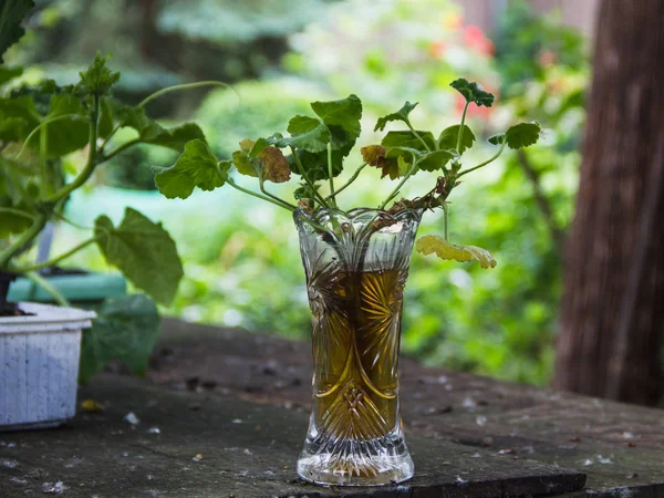 Tuinieren, geraniumplant in glas met water, buiten staan, — Stockfoto