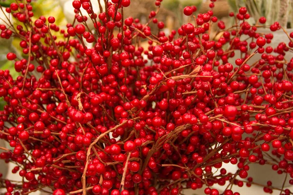 Lot of red berries close-up.
