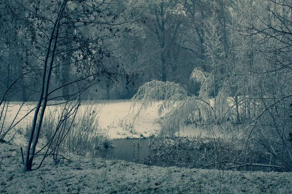 Árvores congeladas na floresta. Ambiente mágico de inverno. Inverno Chri — Fotografia de Stock