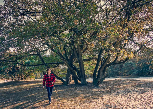 Mulher sênior em caminhada nórdica na floresta no outono dia ensolarado — Fotografia de Stock