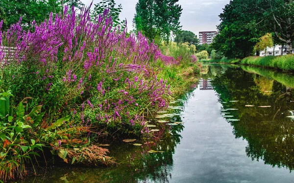 オランダ ブレダ北部の川沿いの植物の遠近法 — ストック写真