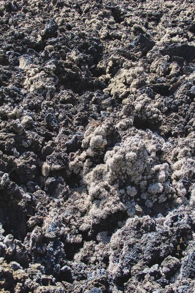 スペインの火山カナリア諸島 パルマの溶岩に成長するファンシー植物 — ストック写真