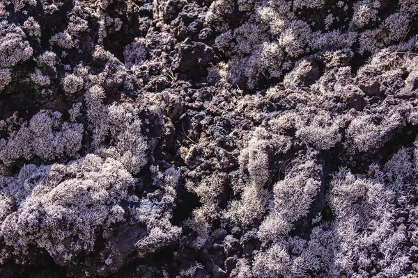 热带火山加那利群岛西班牙 火山熔岩与植物 — 图库照片