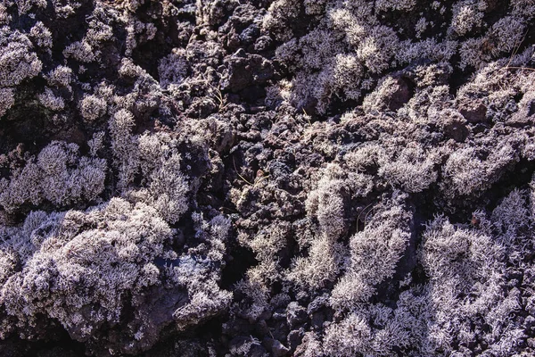 熱帯の火山カナリア諸島スペイン 植物と火山の溶岩 — ストック写真